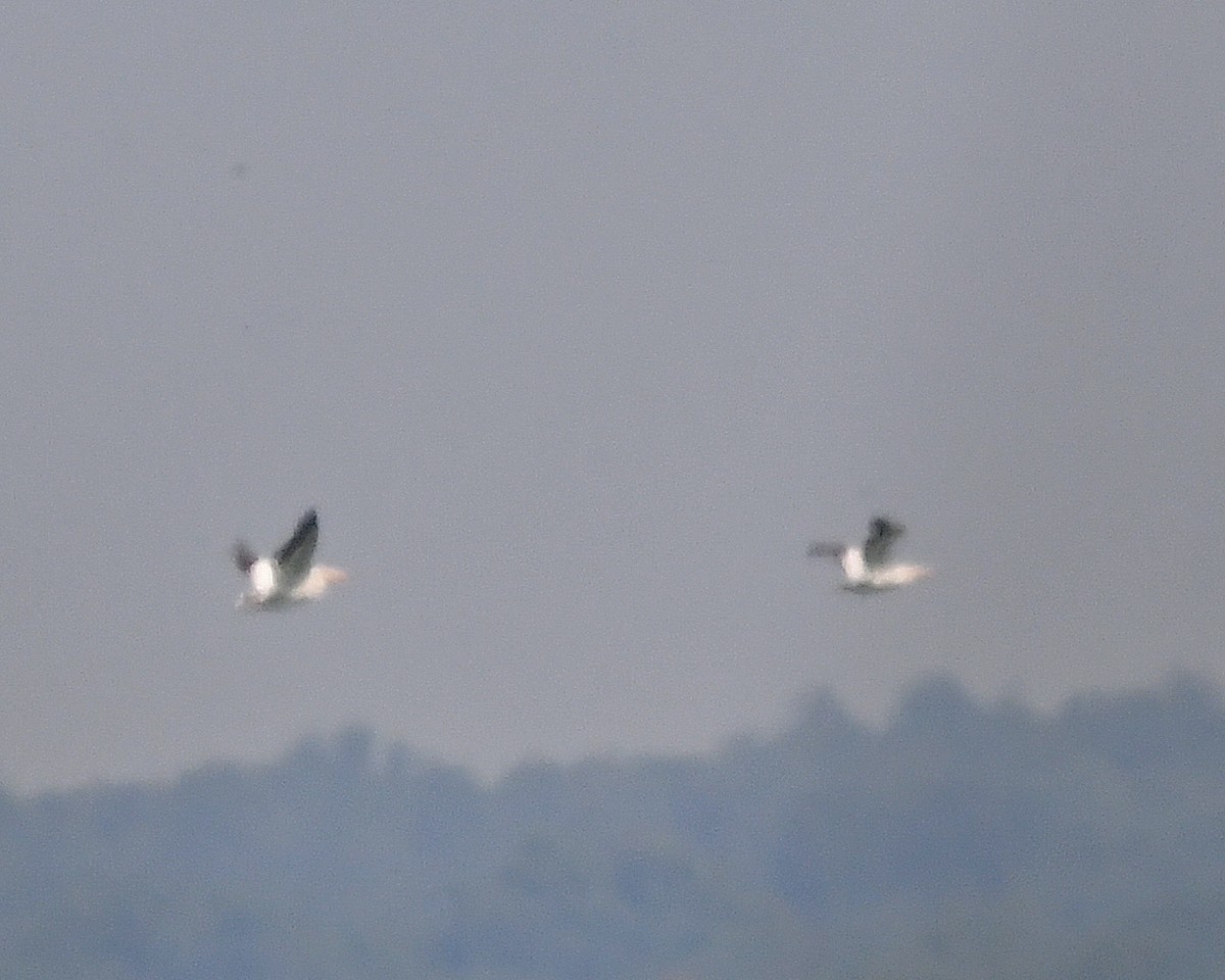 American White Pelican - ML620703780