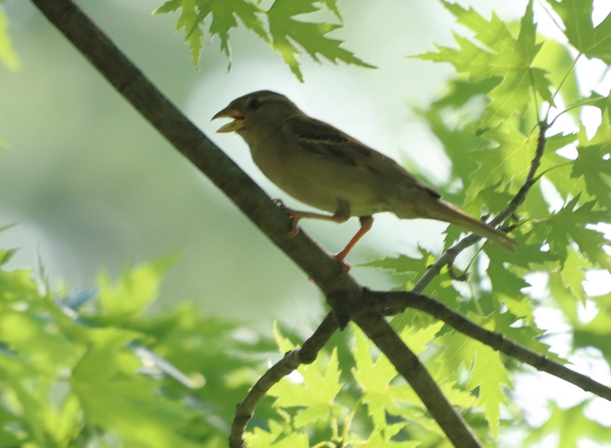 House Sparrow - ML620703781