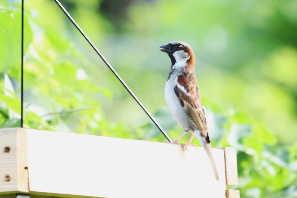 House Sparrow - ML620703782