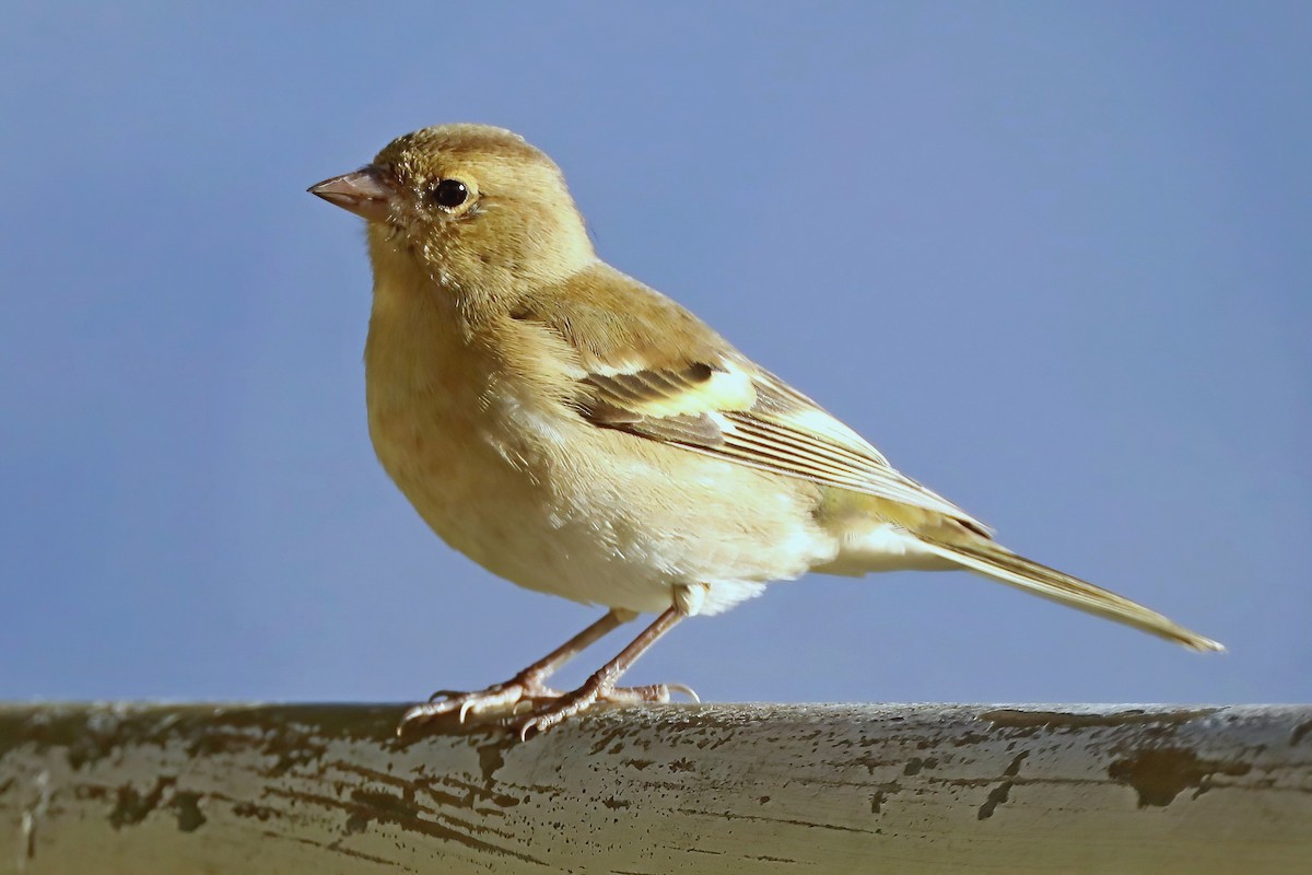 Common Chaffinch - ML620703783