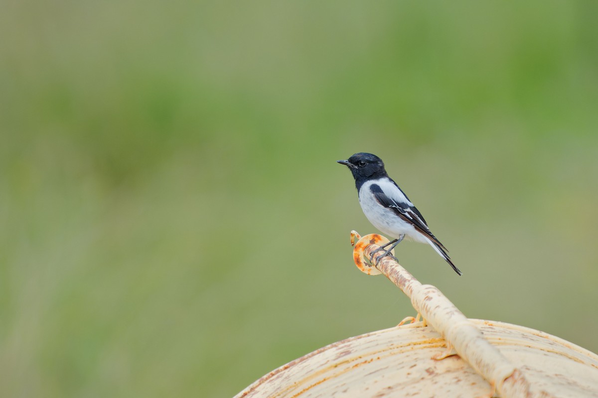 Hooded Robin - ML620703786