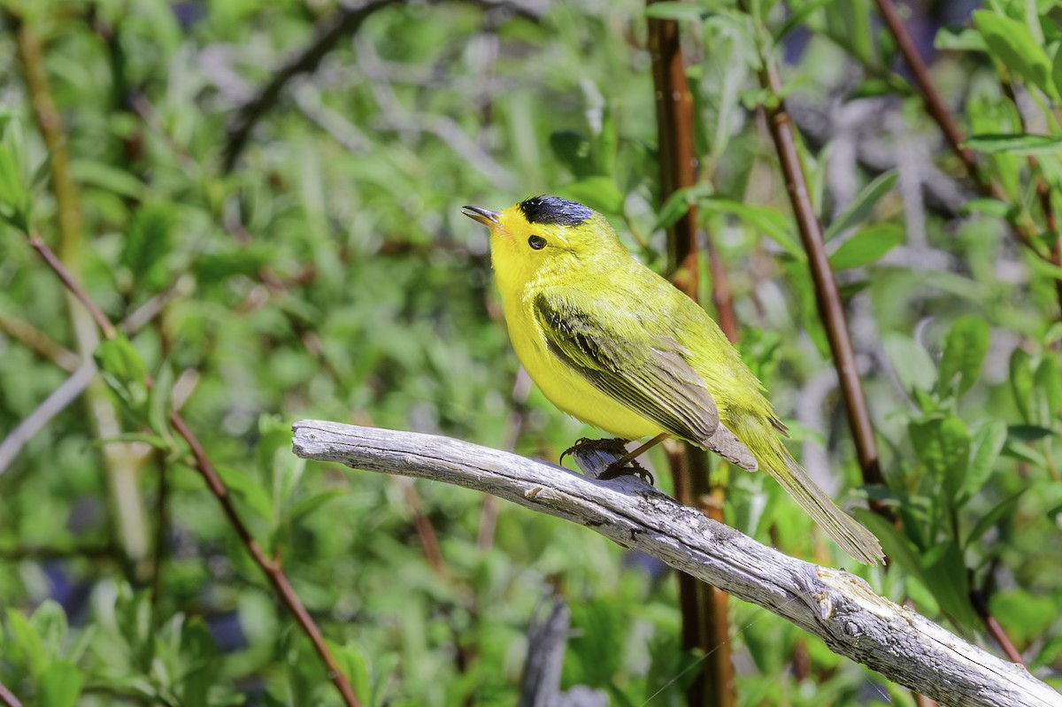 Wilson's Warbler - ML620703787