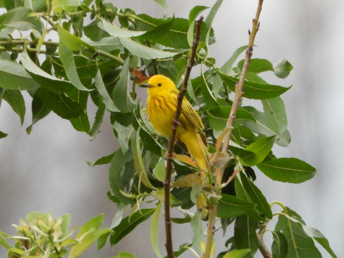 Yellow Warbler - Charlotte Dallaire