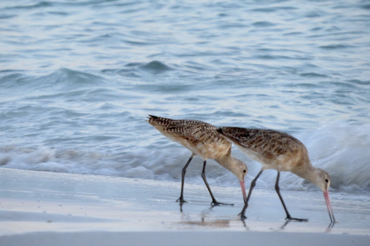 Marbled Godwit - ML620703791