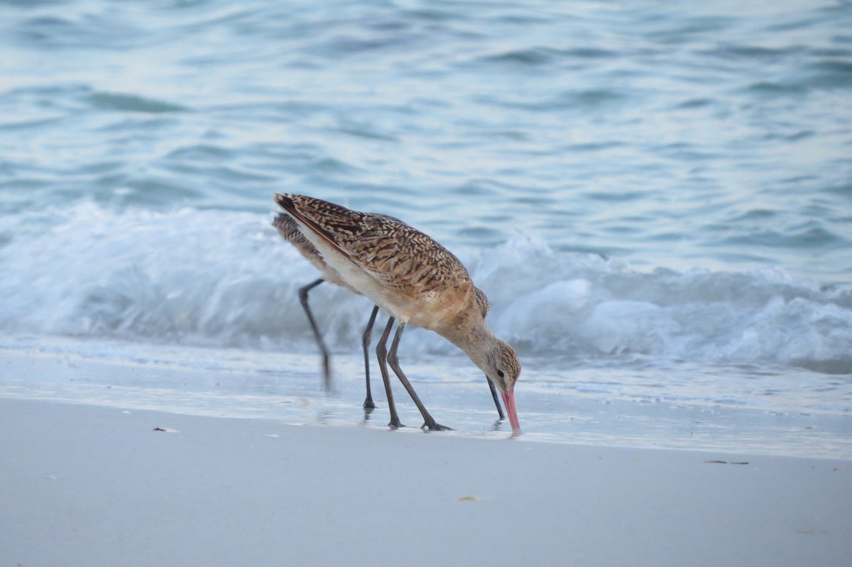 Marbled Godwit - ML620703792