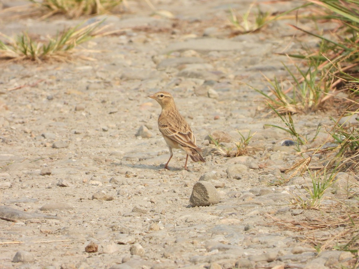 tanımsız Alaudidae sp. - ML620703793