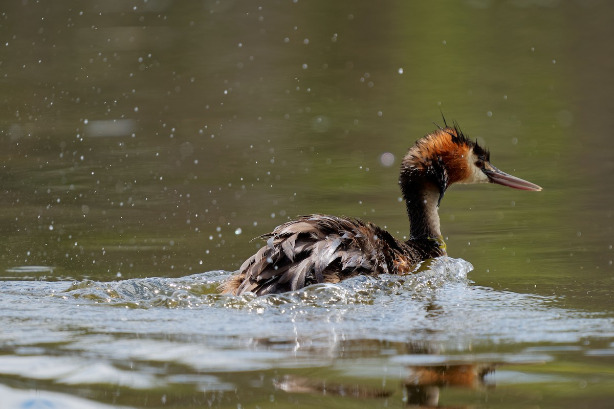 Great Crested Grebe - ML620703796