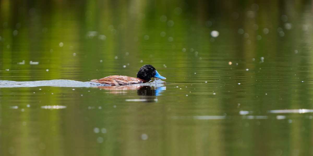 Blue-billed Duck - ML620703797