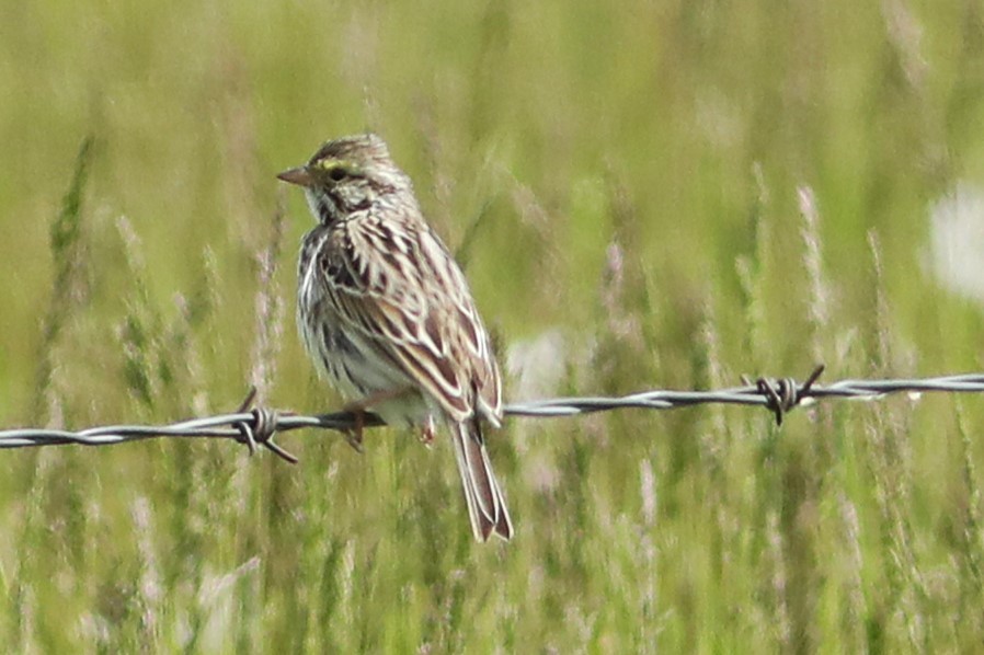 Savannah Sparrow - Irene Crosland