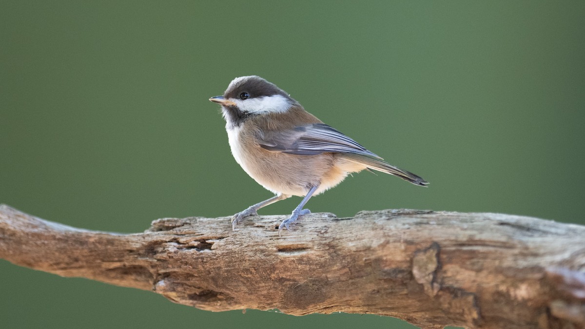 Chestnut-backed Chickadee - ML620703800