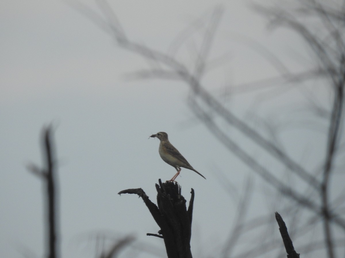 Paddyfield Pipit - ML620703801