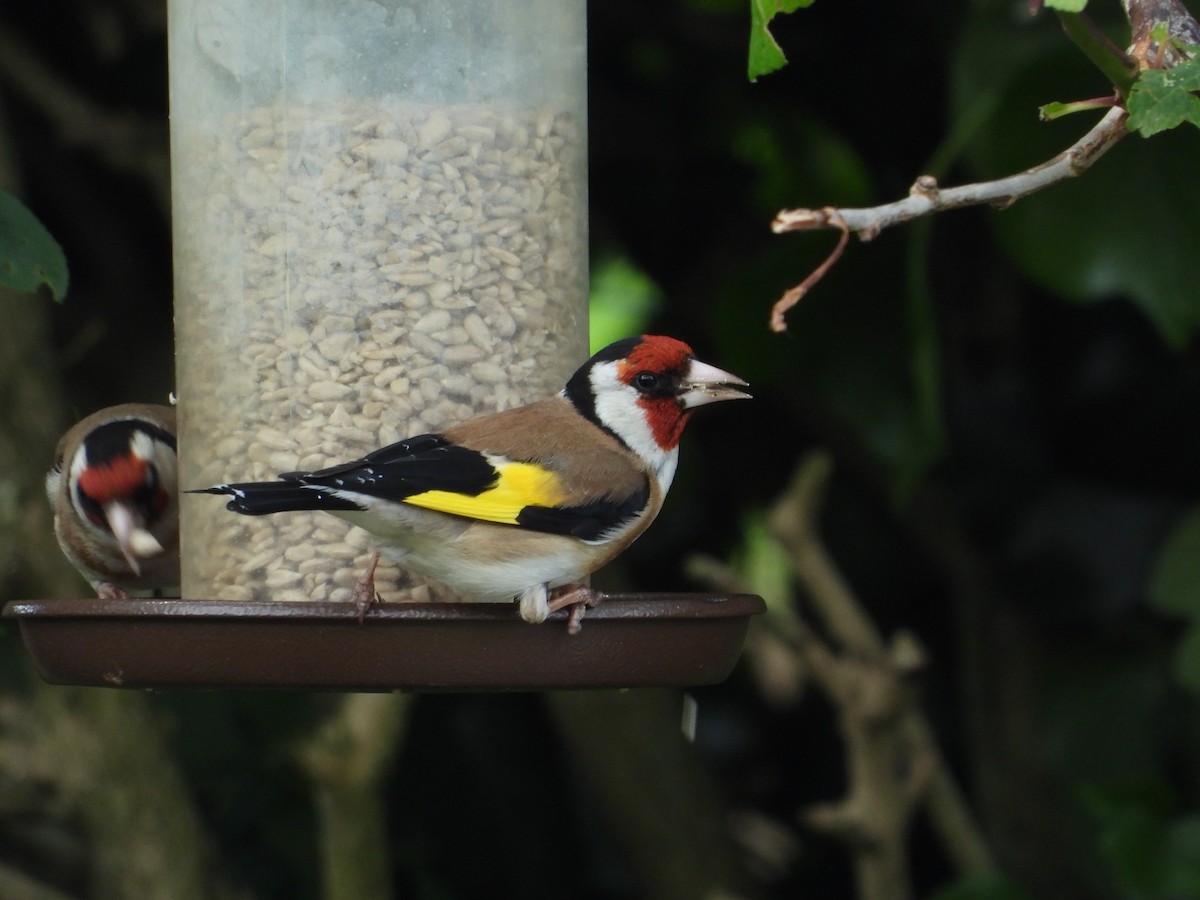 European Goldfinch - ML620703807