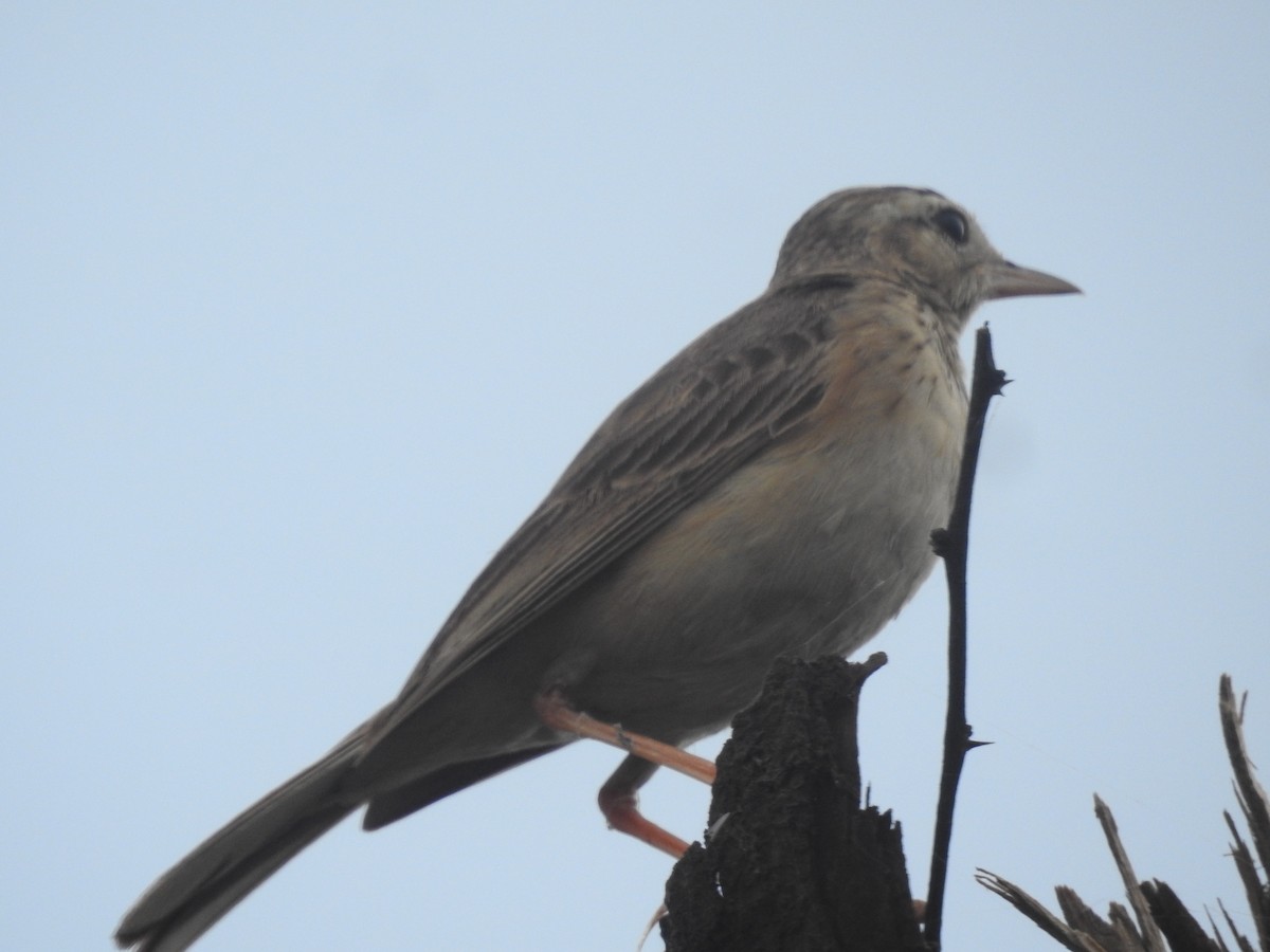 Paddyfield Pipit - ML620703808