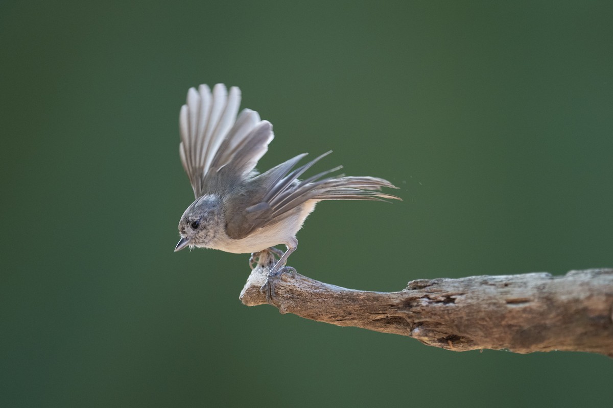 Oak Titmouse - Steve Pearl