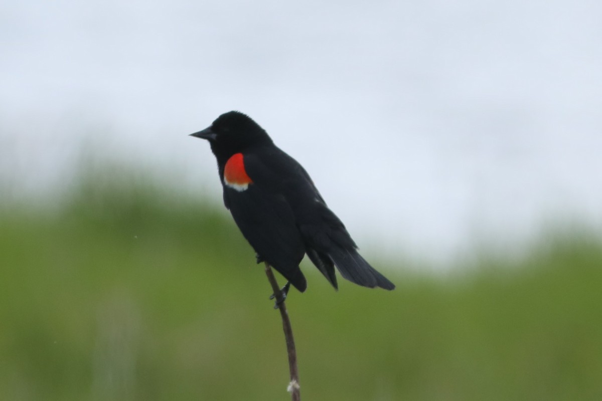 Red-winged Blackbird - ML620703811