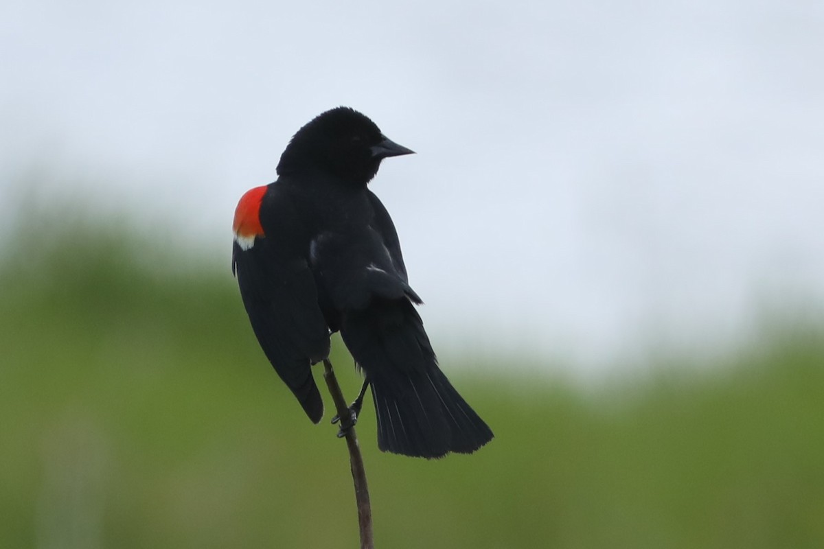 Red-winged Blackbird - ML620703812