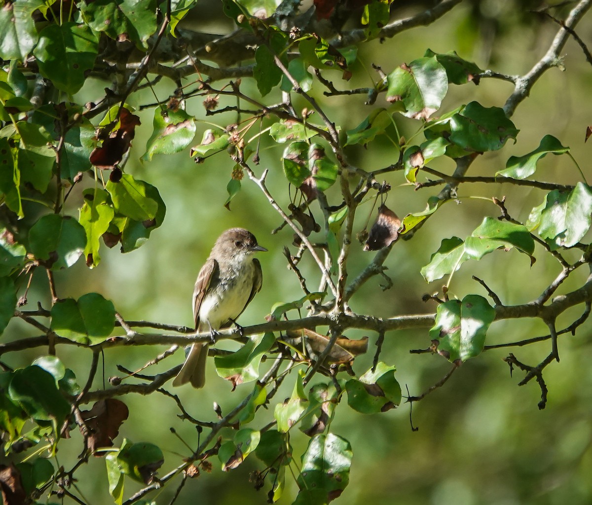 Eastern Phoebe - ML620703814