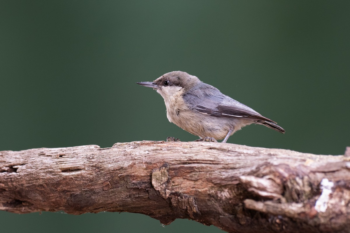 Pygmy Nuthatch - ML620703815