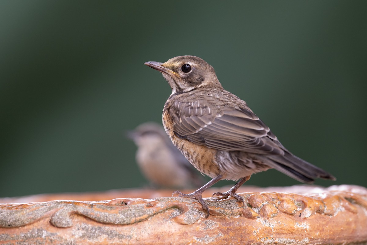 American Robin - Steve Pearl