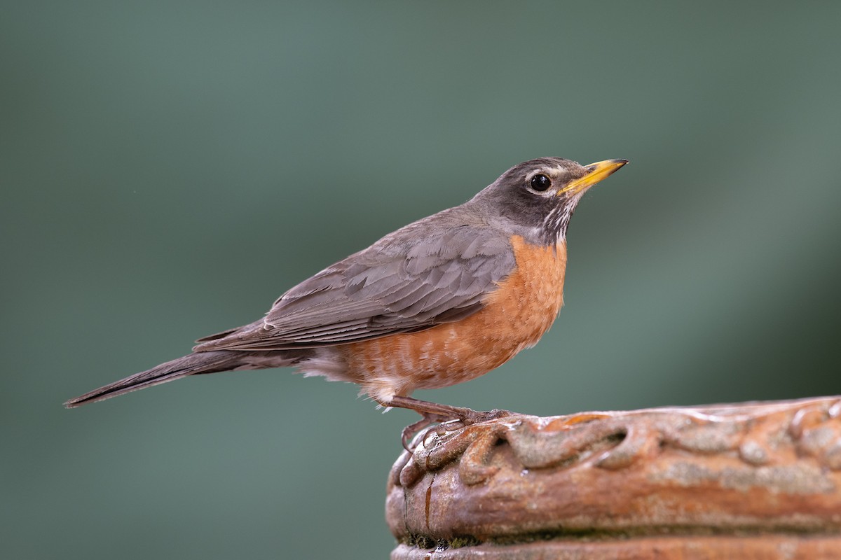 American Robin - ML620703817