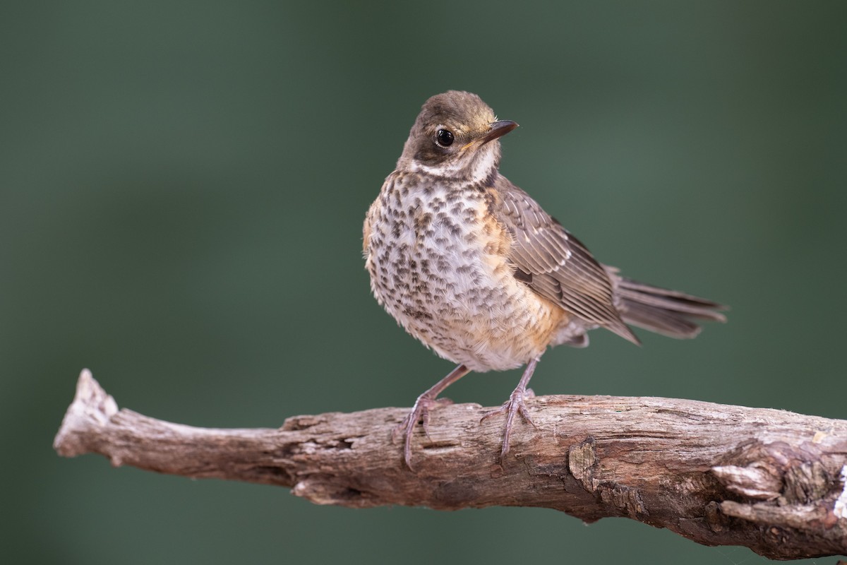 American Robin - ML620703818