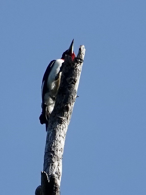 Red-headed Woodpecker - ML620703819