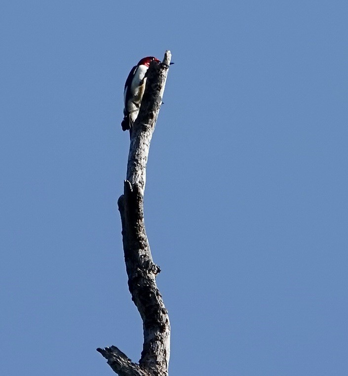 Red-headed Woodpecker - ML620703820