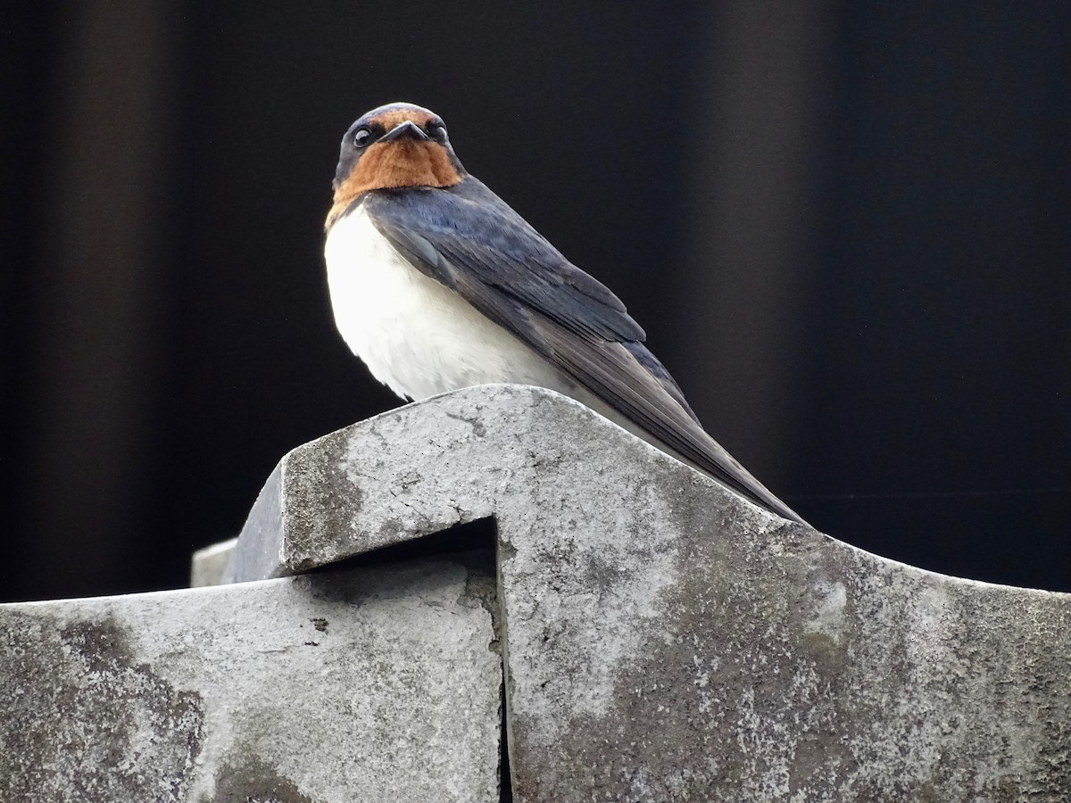 Barn Swallow - ML620703821