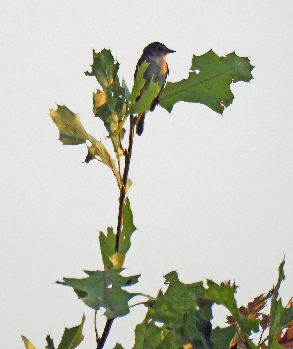 Alder Flycatcher - ML620703823