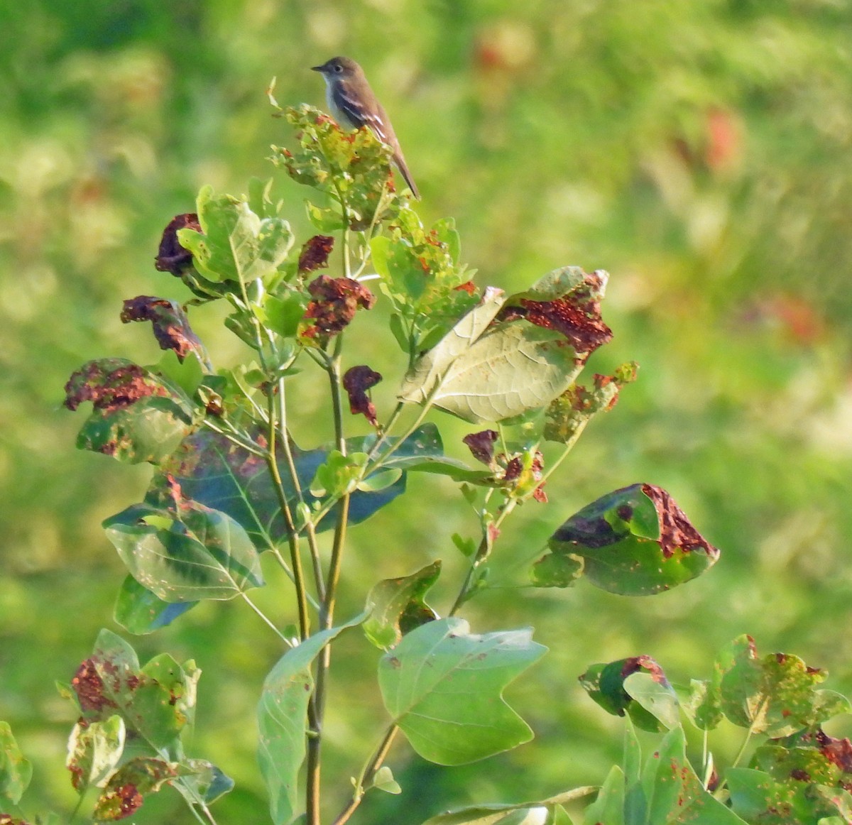 Alder Flycatcher - ML620703824