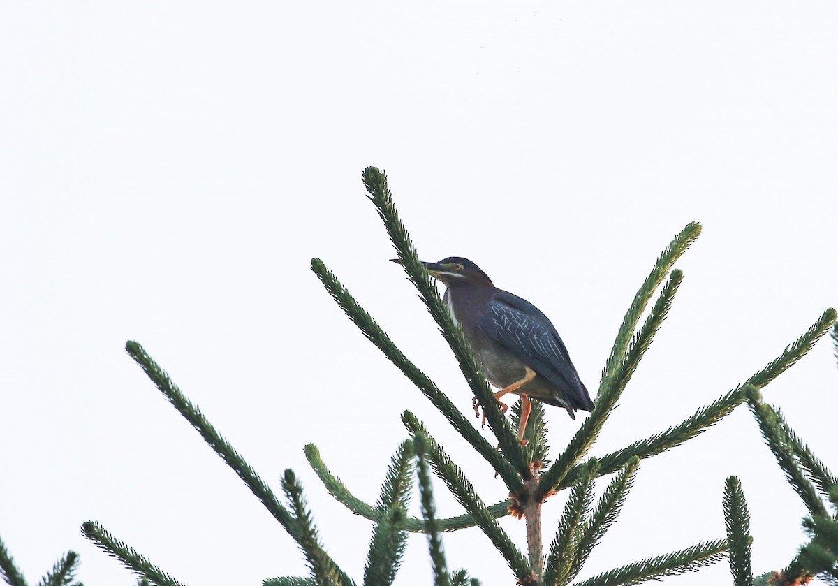 Green Heron - ML620703826