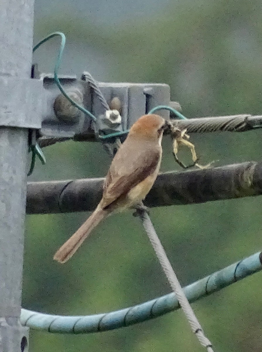 Bull-headed Shrike - ML620703827