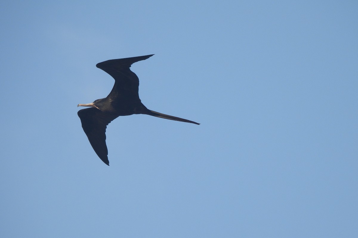 Magnificent Frigatebird - ML620703828