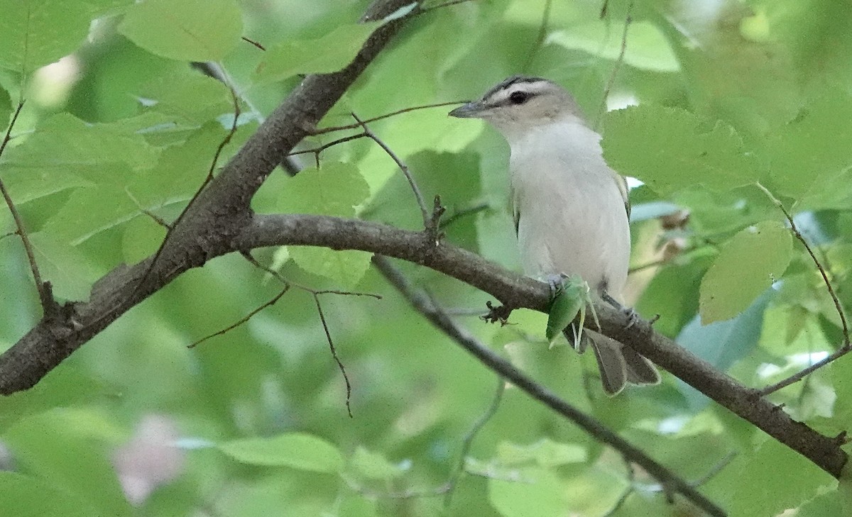 Vireo Ojirrojo - ML620703829