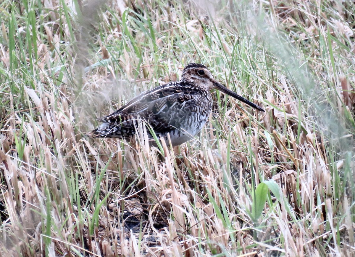 Wilson's Snipe - ML620703831