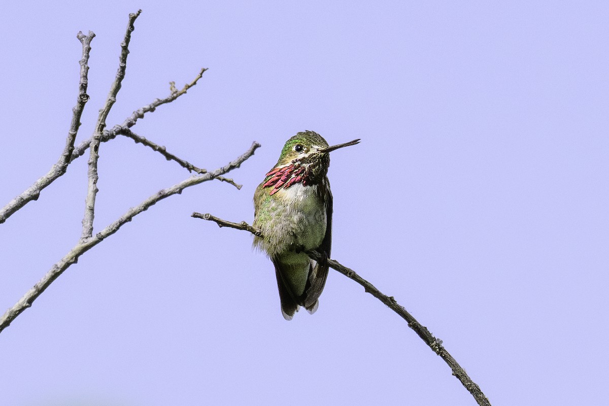 Calliope Hummingbird - ML620703834