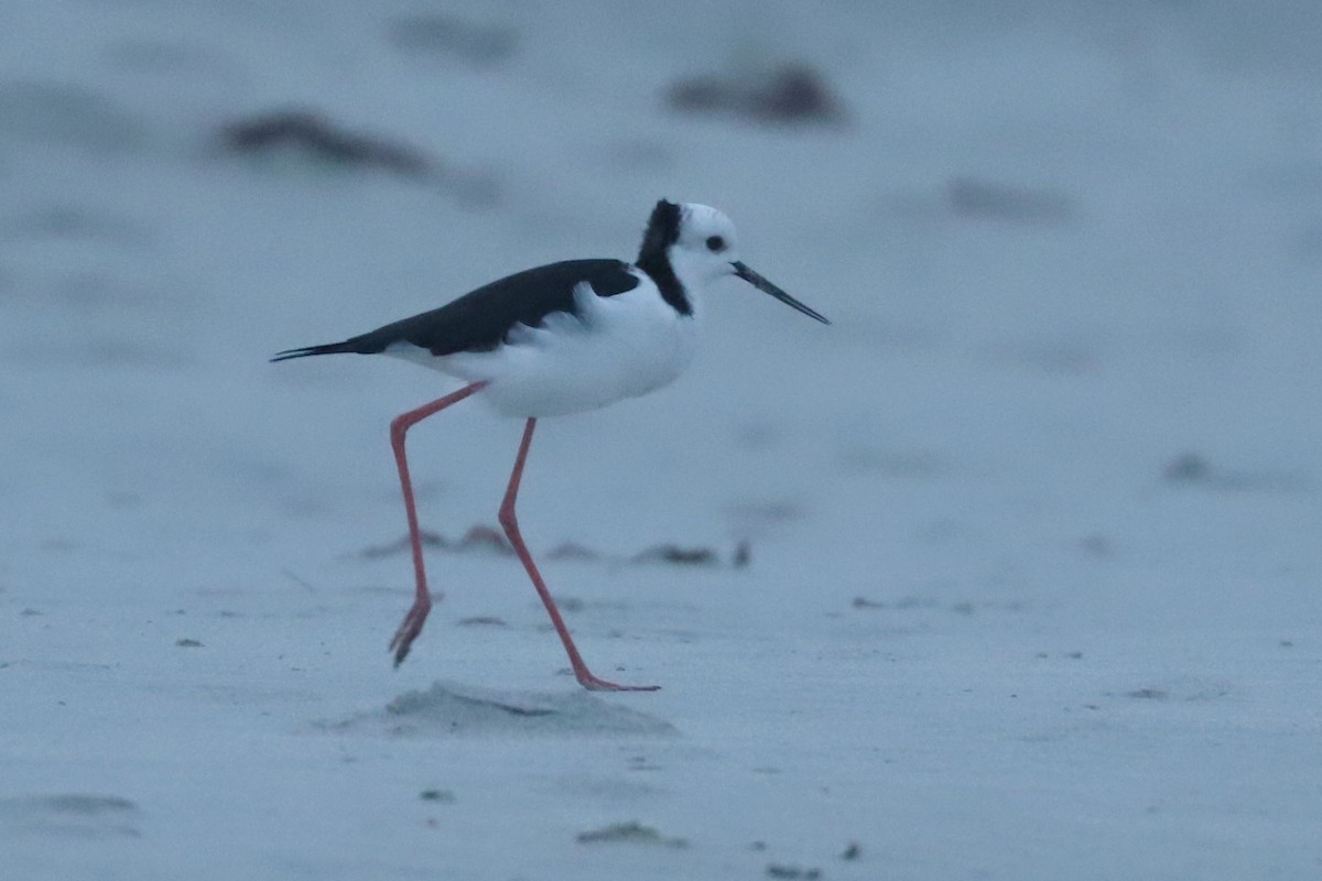 Pied Stilt - ML620703836