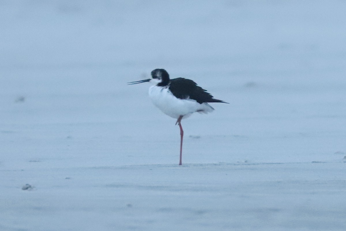 Pied Stilt - ML620703837