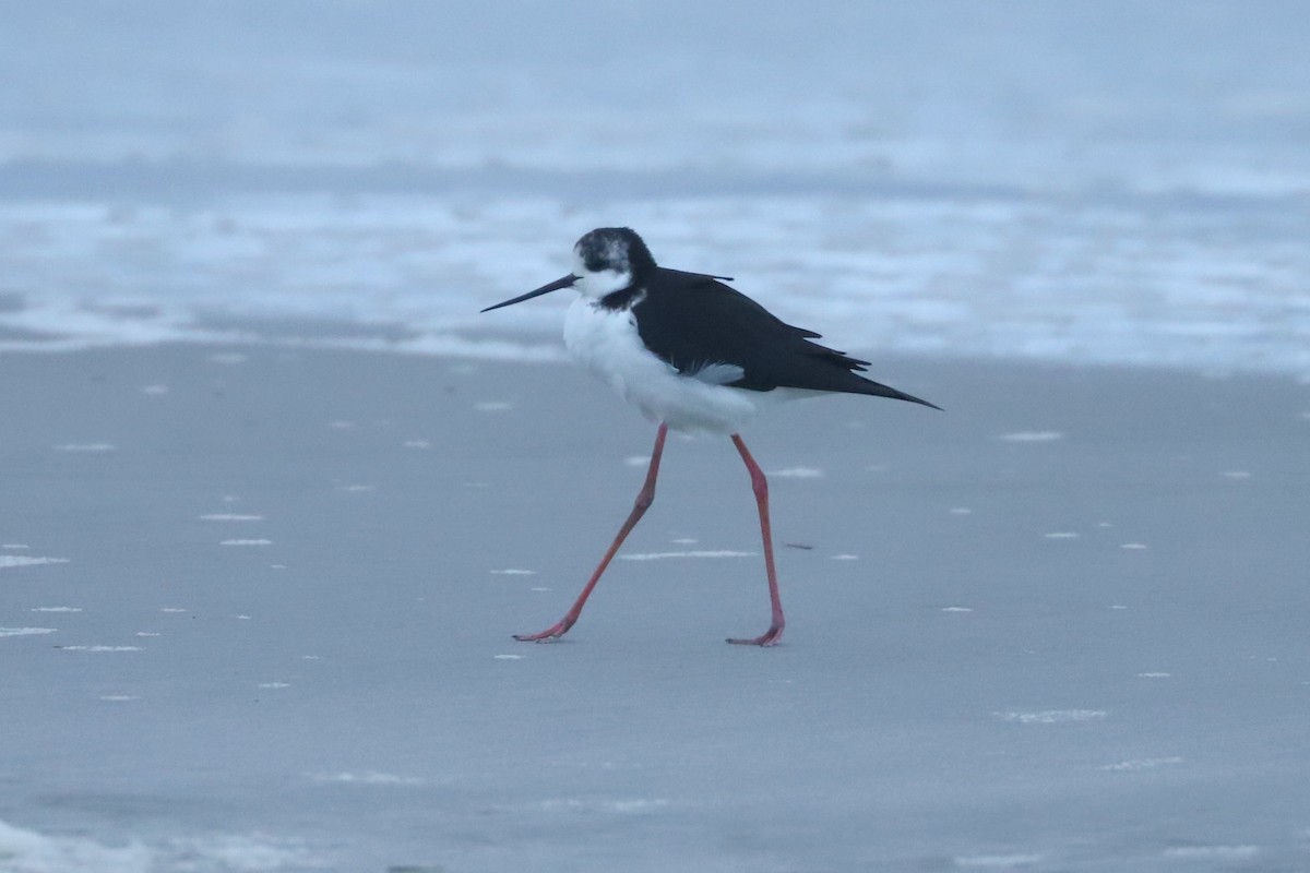 Pied Stilt - ML620703838