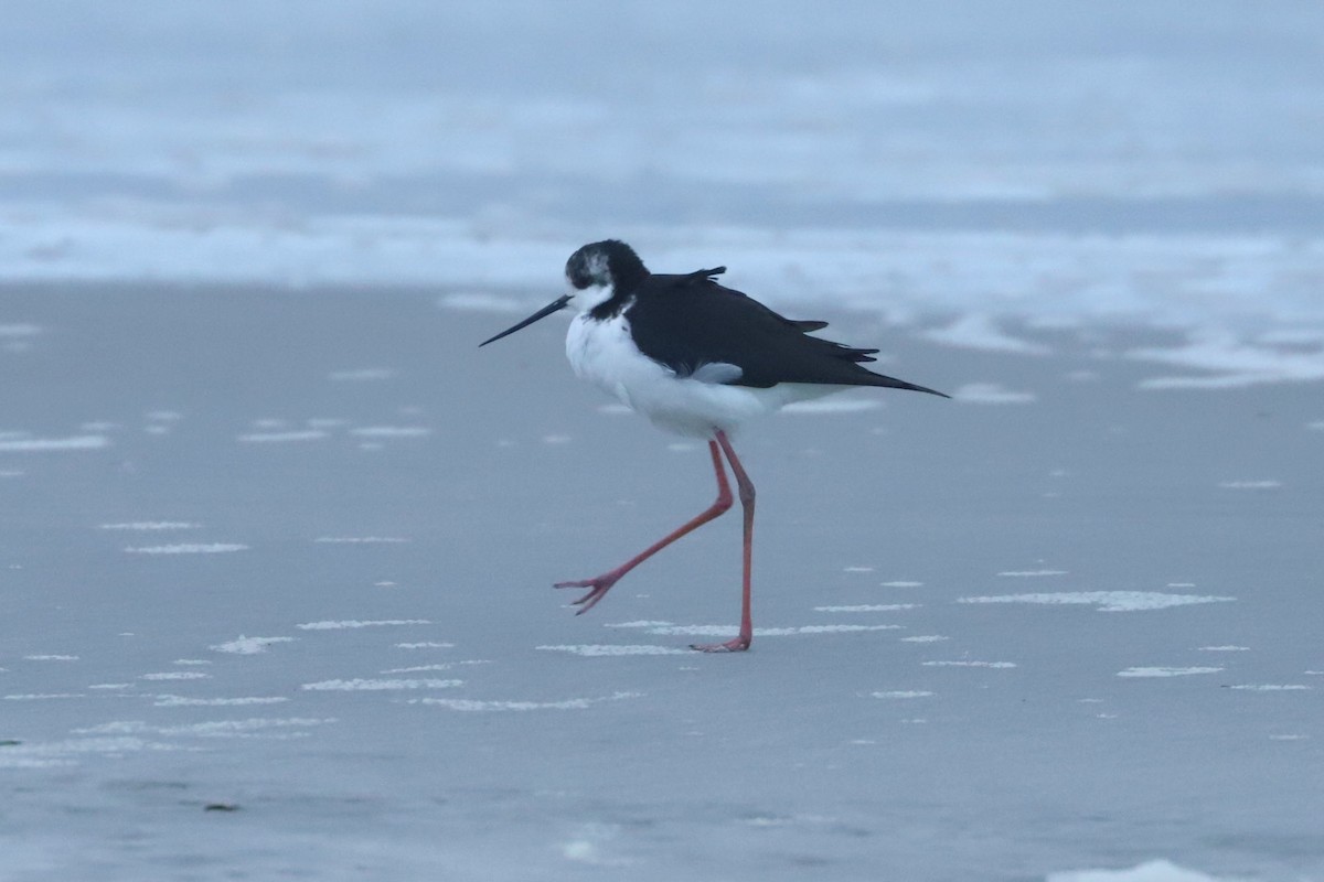 Pied Stilt - ML620703839