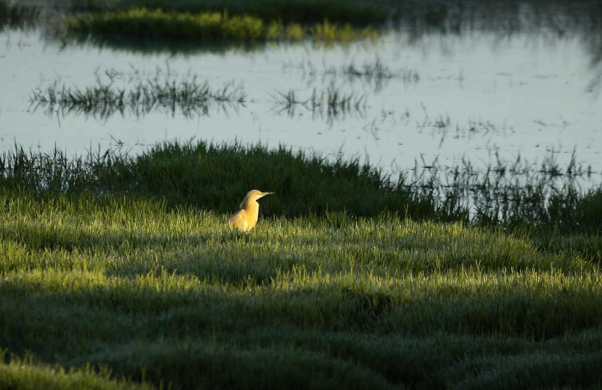 Squacco Heron - ML620703843