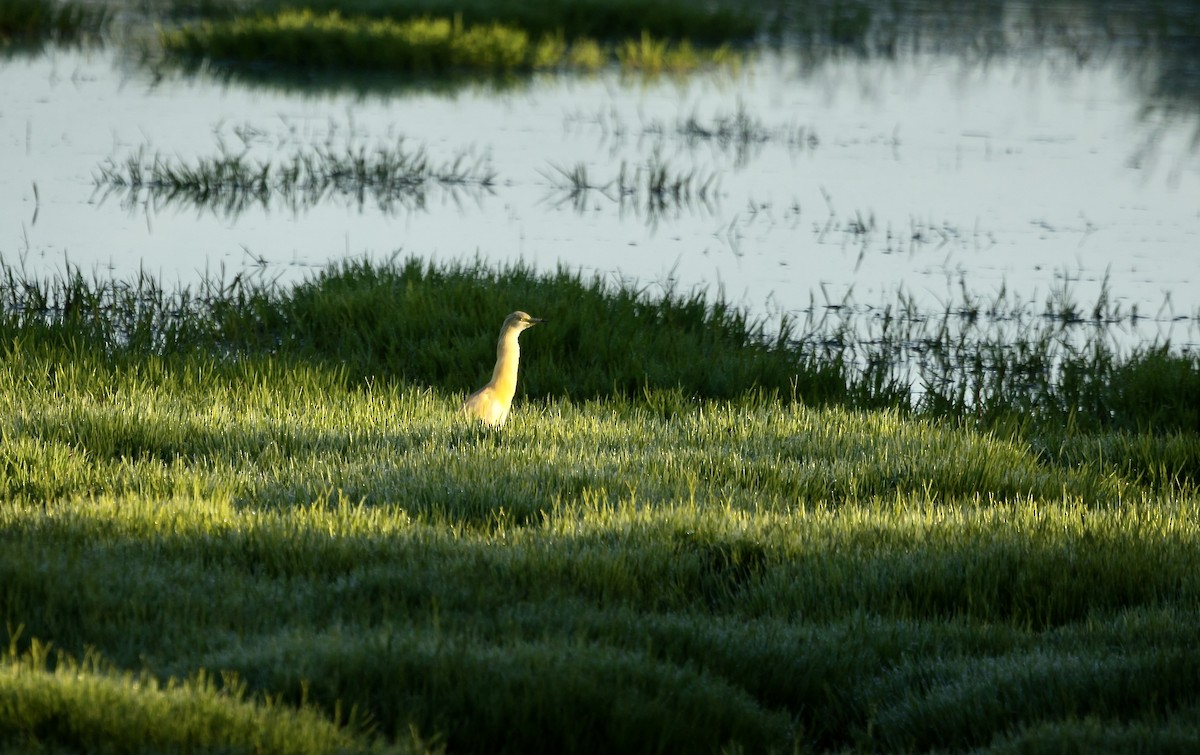 Squacco Heron - ML620703844