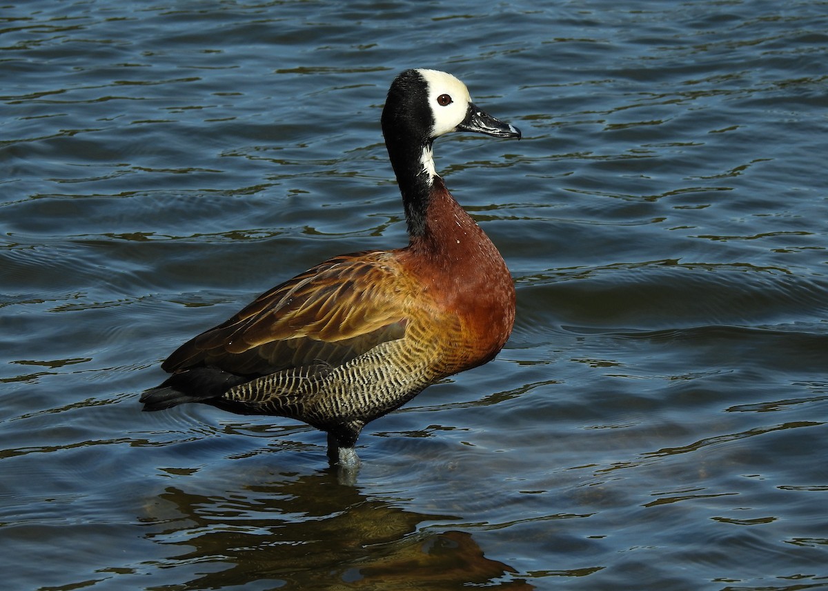 White-faced Whistling-Duck - ML620703845