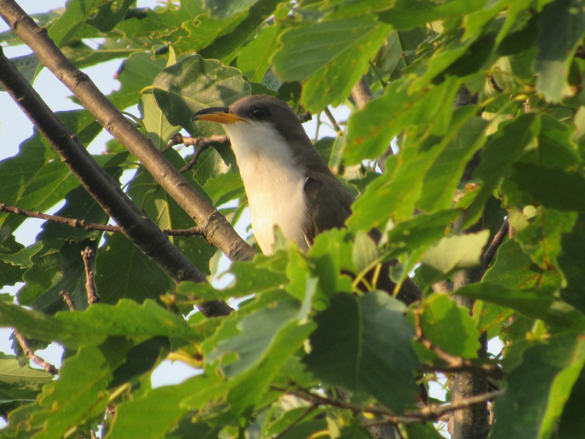 Yellow-billed Cuckoo - ML620703846