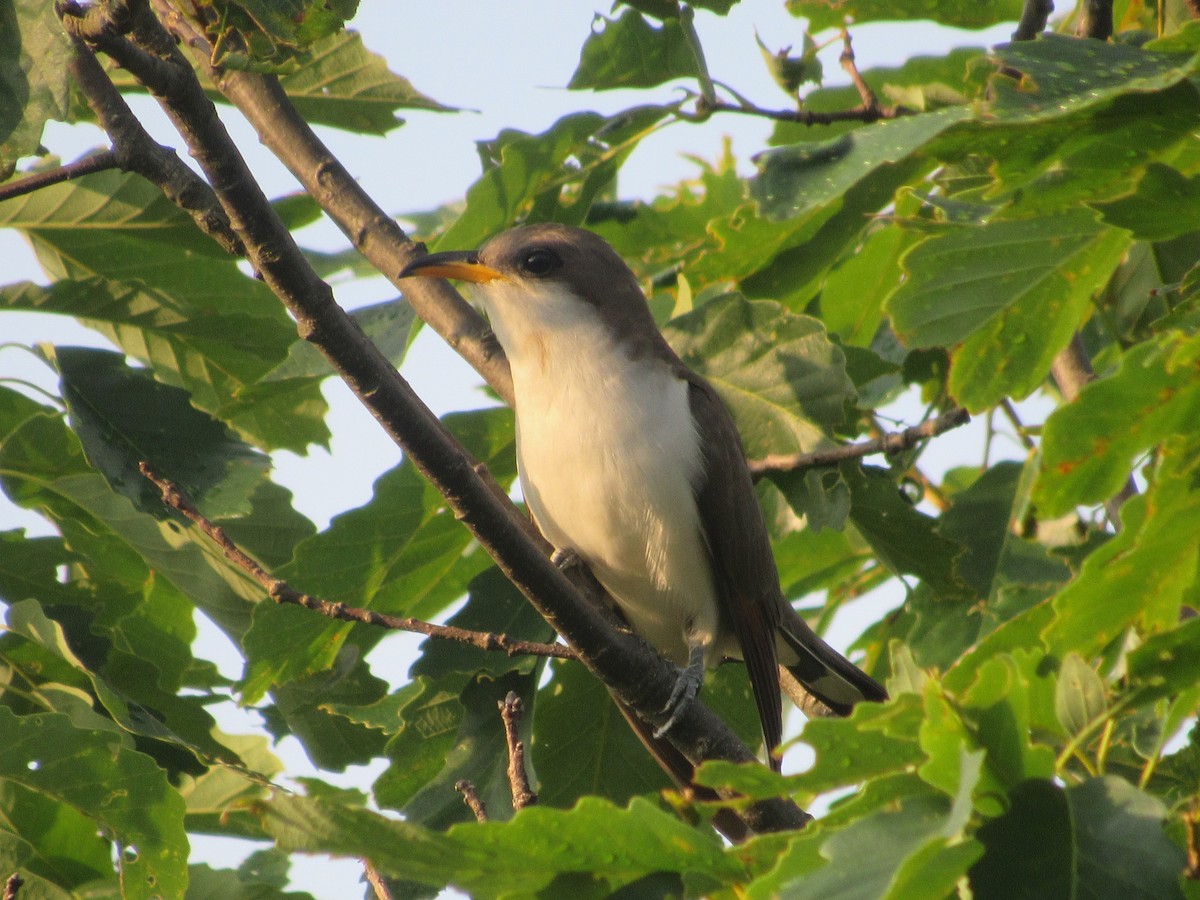 Yellow-billed Cuckoo - ML620703848