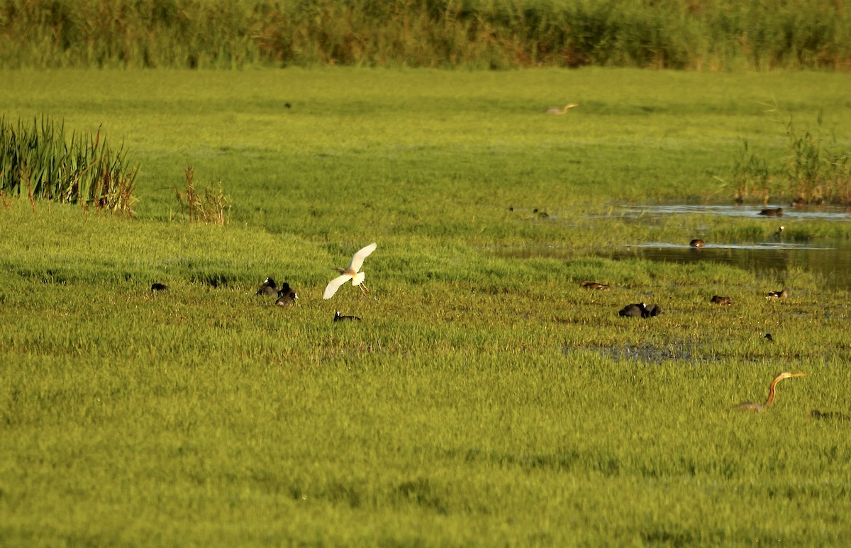 Squacco Heron - ML620703849