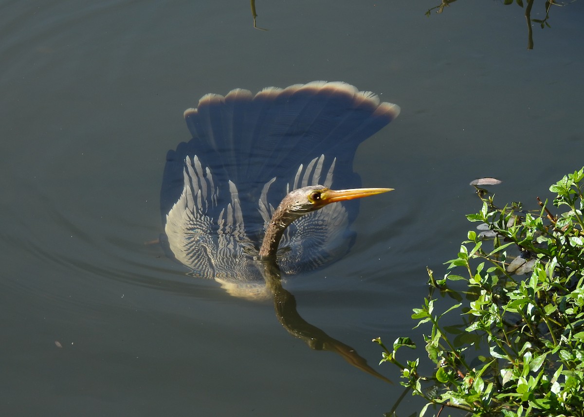 Amerika-Schlangenhalsvogel - ML620703850