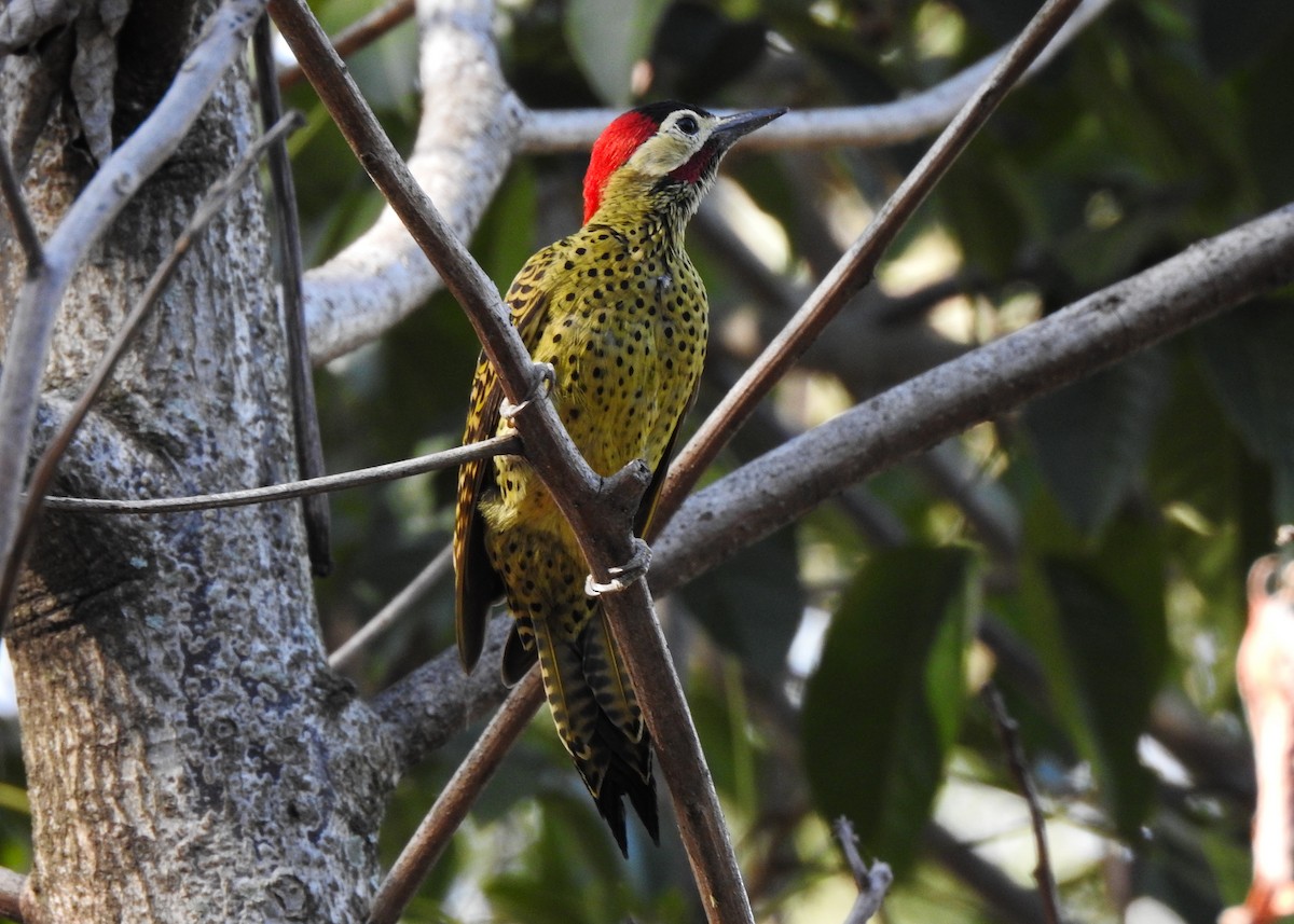 Green-barred Woodpecker - ML620703853