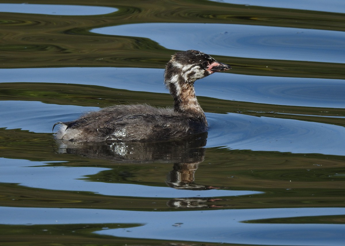 Pied-billed Grebe - ML620703854