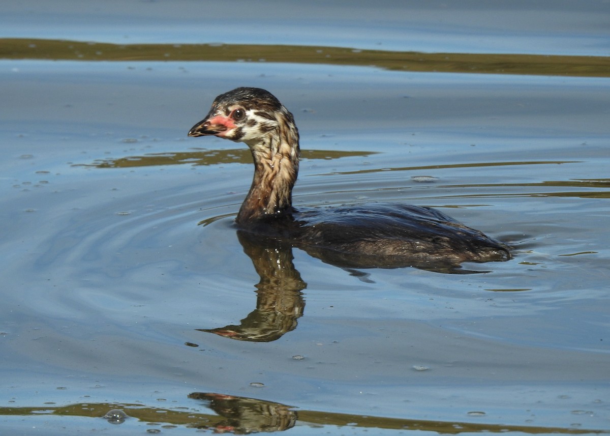 Pied-billed Grebe - ML620703855